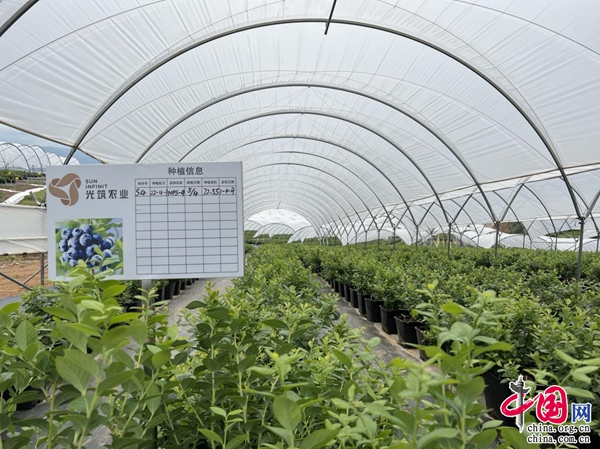 科技+農(nóng)業(yè) 保山施甸三產(chǎn)融合發(fā)展的新引擎