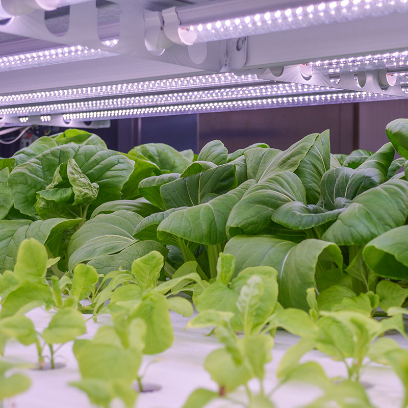 科技賦能農(nóng)業(yè)新篇章 創(chuàng)農(nóng)科技引領(lǐng)無(wú)土栽培與植物工廠定制化發(fā)展