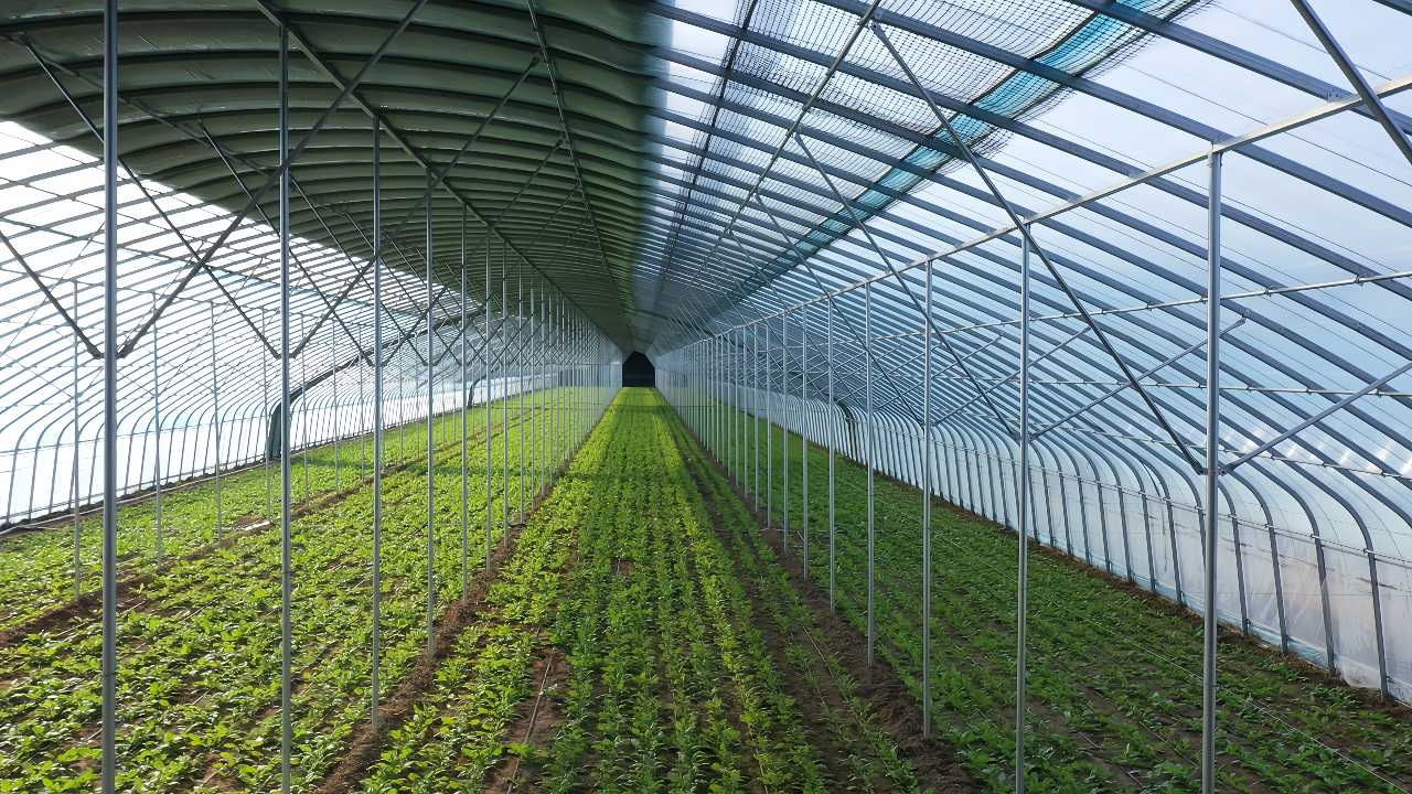 城子鄉(xiāng) 數(shù)智賦能'蔬菜芯'，科技孕育'新希望'